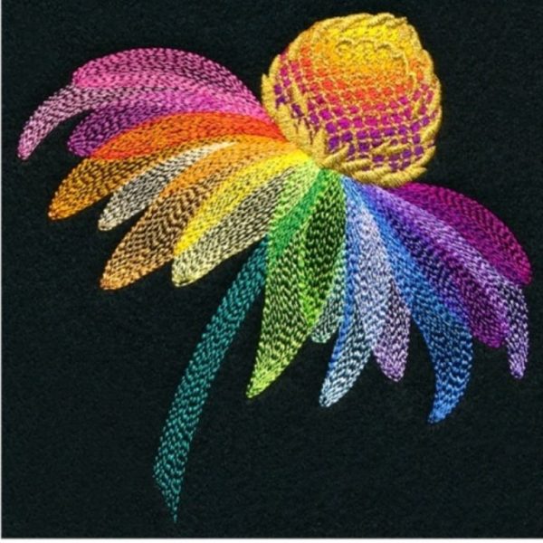 Marguerite multicolore